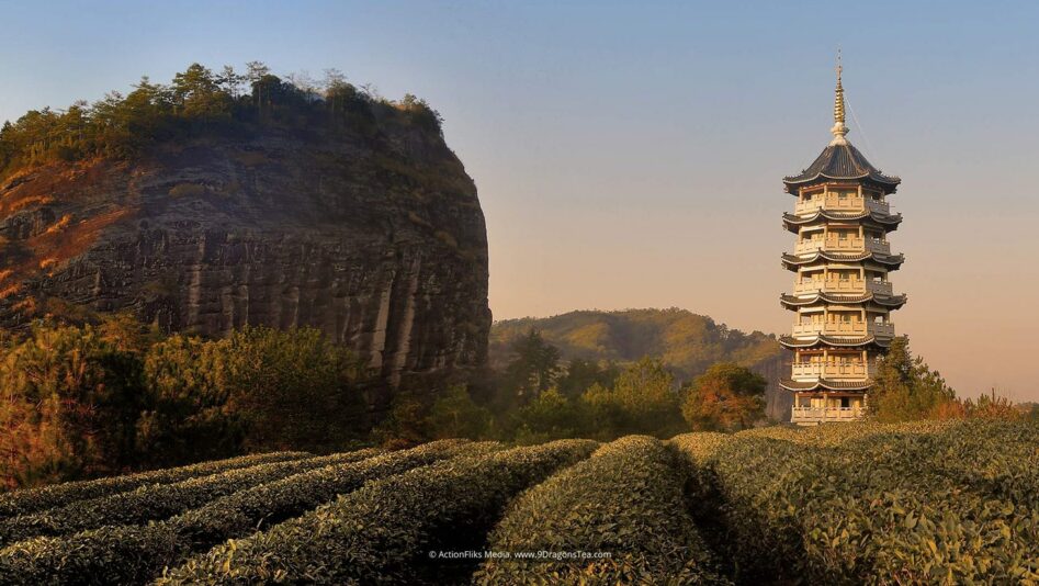 featured image wuyishan landscape tea field with mountain and buddhist pagoda