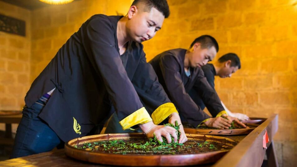 traditional chinese tea making tea makers rolling tea leaves