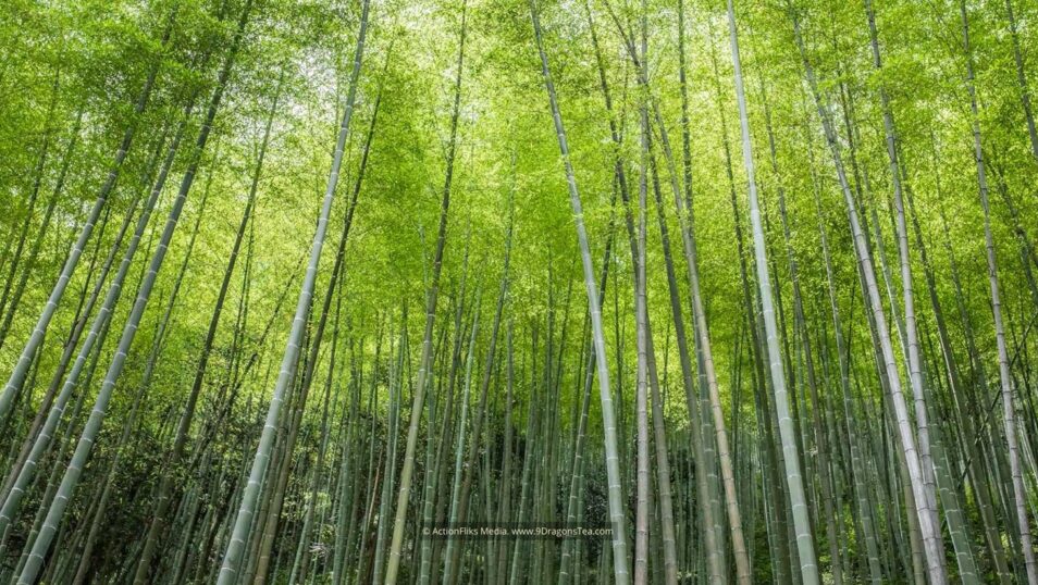 wuyishan landscape bamboo forest black tea region
