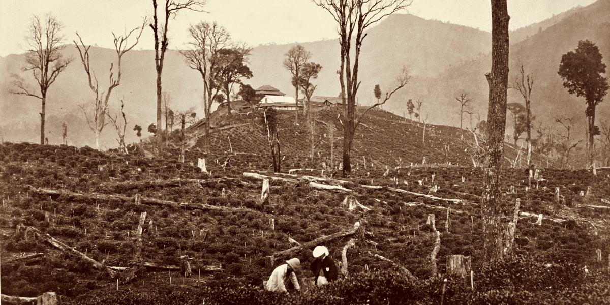 Darjeeling tea region, mid 1800s