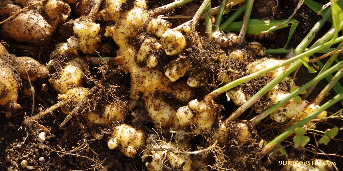ginger root rhizome the plant