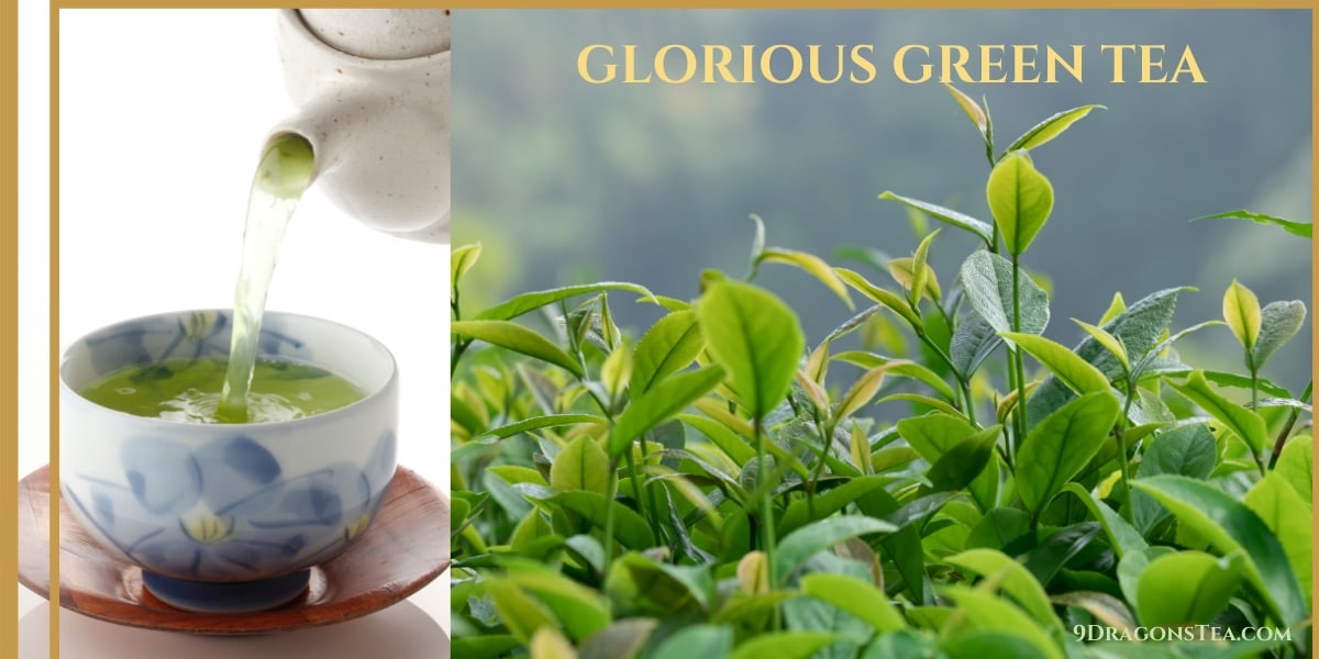 green tea pouring into a cup-green tea field-camellia sinensis