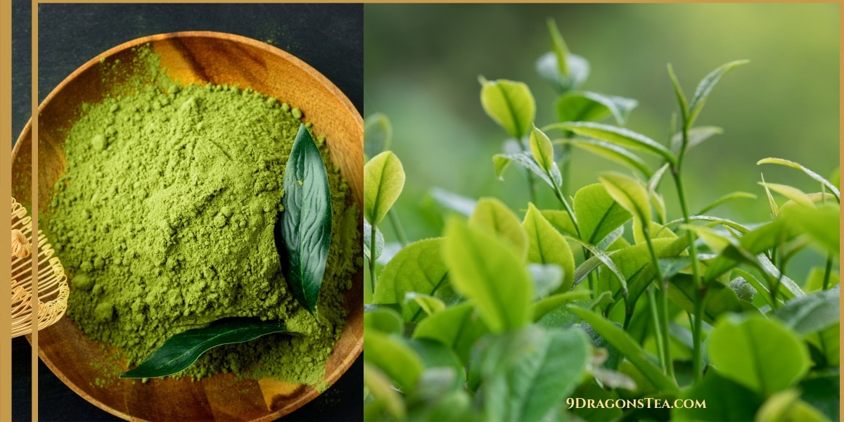how green tea is processed-matcha green tea