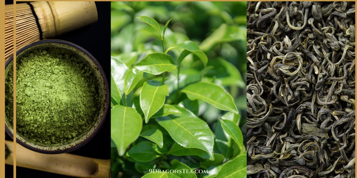 green tea processing-matcha green tea powder-chinese green tea loose leaves