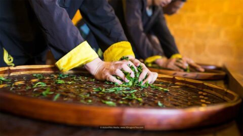Chinese Tea culture traditional tea making tea workers hands kneading rolling green tea leaves on bamboo tray