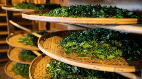 Traditional tea making green tea leaves on bamboo trays