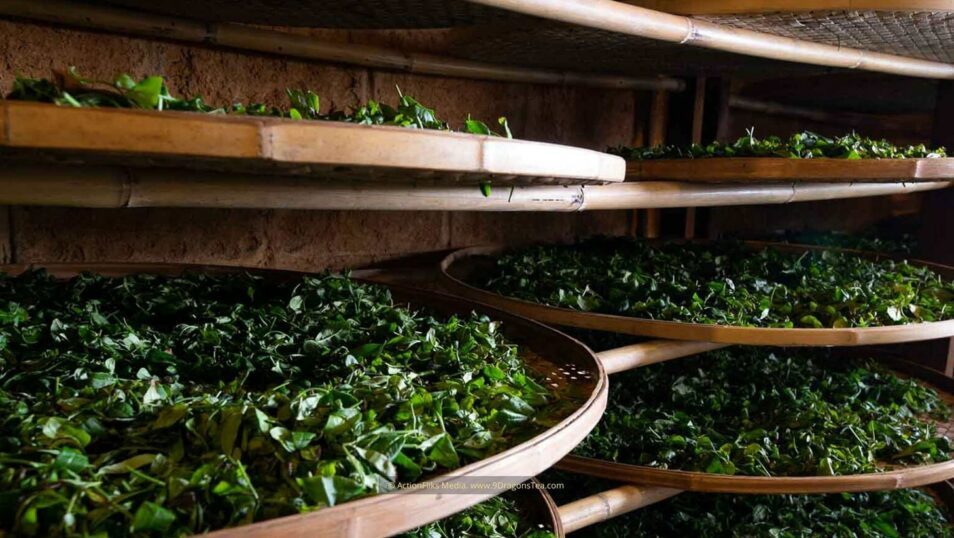 traditional chinese tea making drying tea leaves