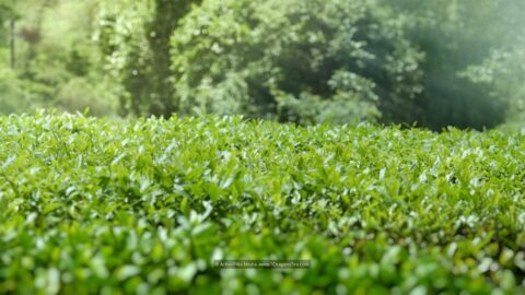 wuyishan landscape tea field tea plant medium shot